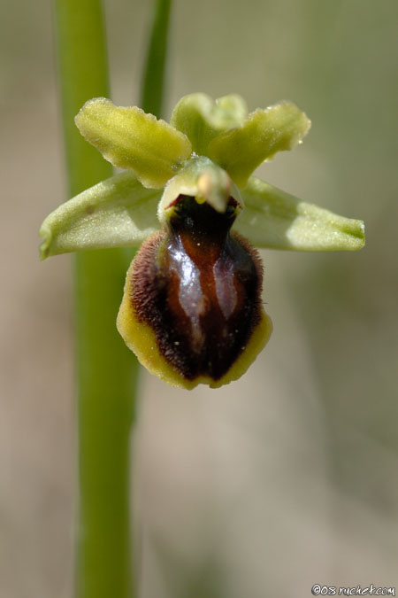 Ophrys sphegodes - Ophrys aranifera