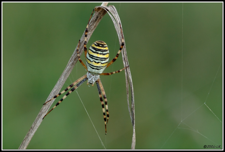 Zebra spider - Argiope bruennichi