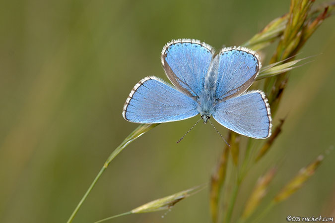 Himmelblaue Bläuling - Lysandra bellargus