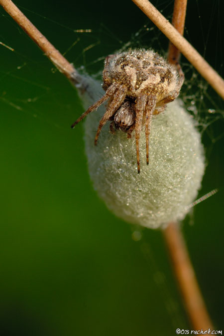 White tailed sac spider - Agalenatea redii