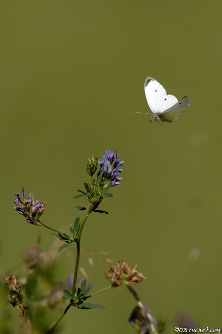Small White - Pieridae Pierinaef