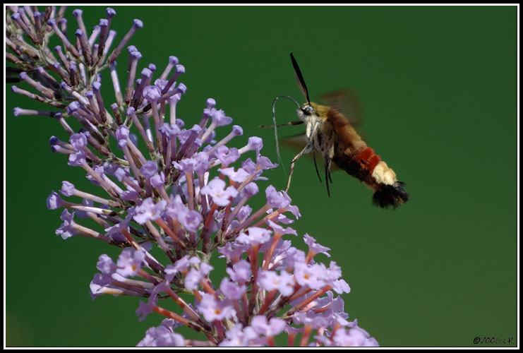 Broad-bordered Bee Hawk-moth - Hemaris fuciformis