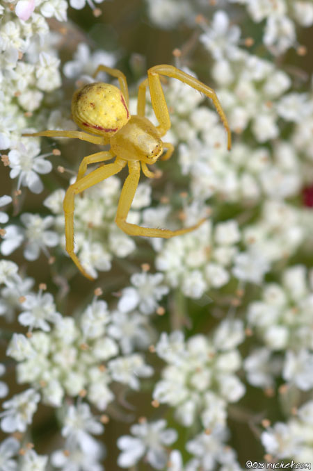 Goldenrod crab spider - Misumena vatia