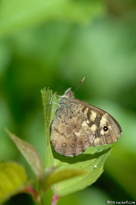 Speckled Wood - Pararge aegeria