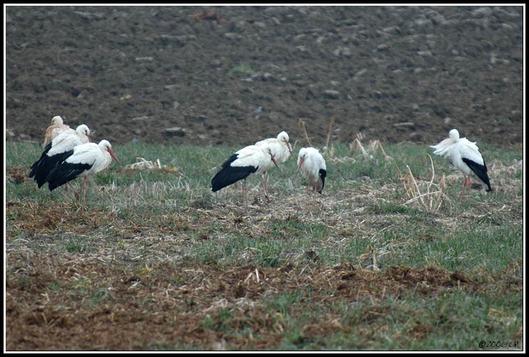 Cicogna bianca - Ciconia ciconia