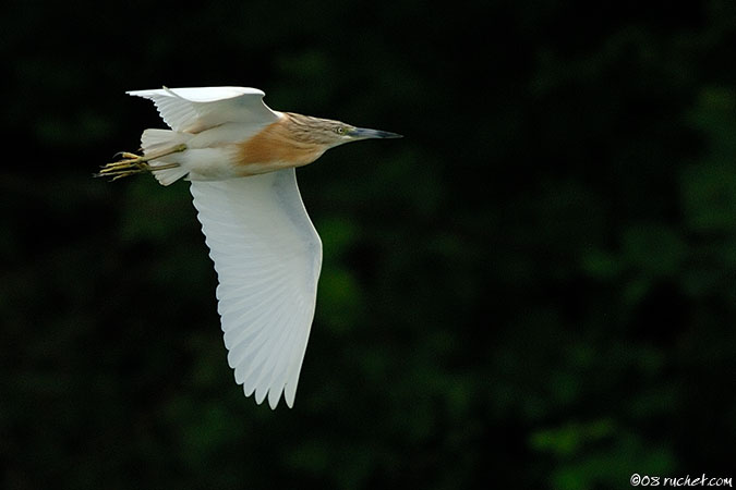 Squacco heron - Ardeola ralloides