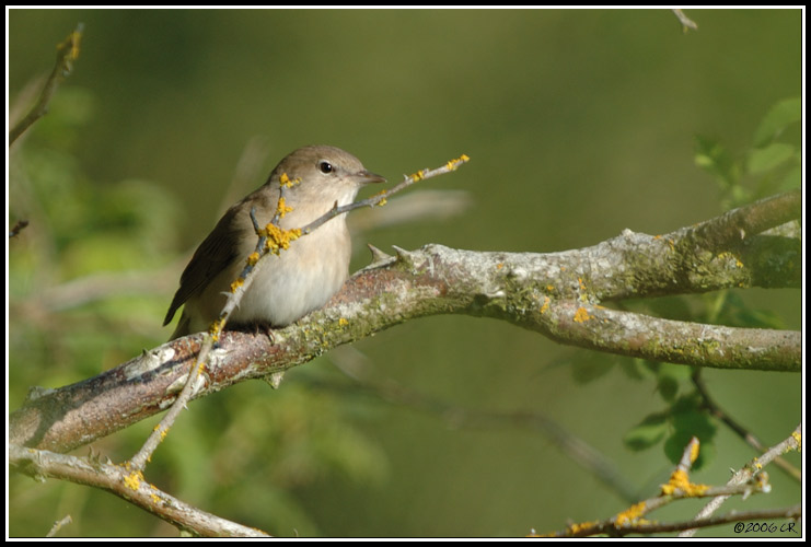 Garden Warbler - Sylvia borin