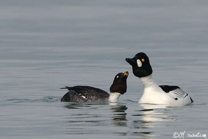 or - Bucephala clangula (Common Goldeneye  Schellente  Quattrocchi ...