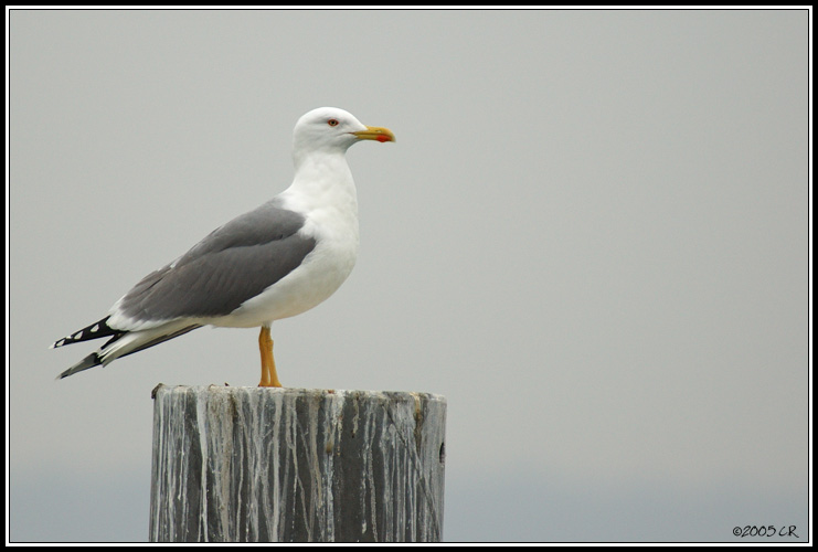 Caspian gull - Larus cachinnans