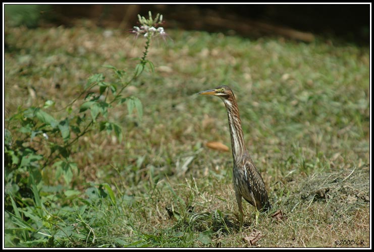 Bihoreau gris (Nycticorax nycticorax)
