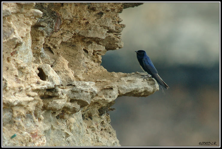 Hirondelle � ventre blanc (Progne dominicensis)