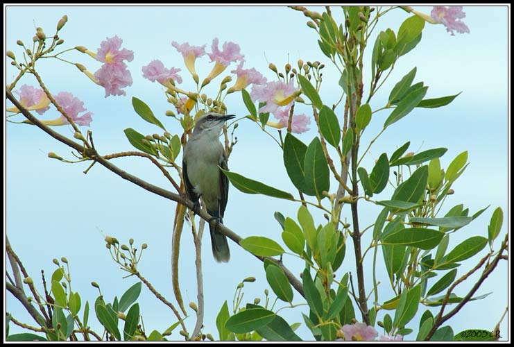 Moqueur des savanes (Mimus gilvus)
