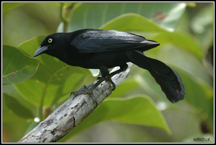 Quiscale m&acirc;le femelle (Quiscalus lugubris)