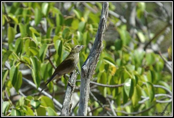 Saltator gros-bec (Dendroica petechia)