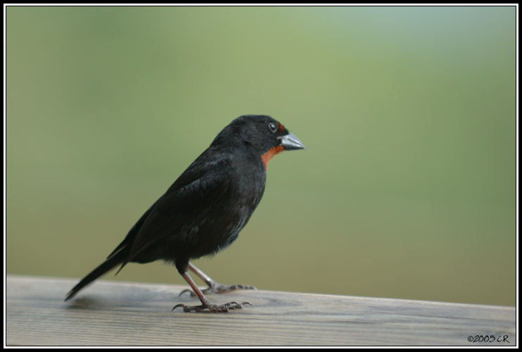 Sporophile rouge gorge m&acirc;le (saltator albicolli)