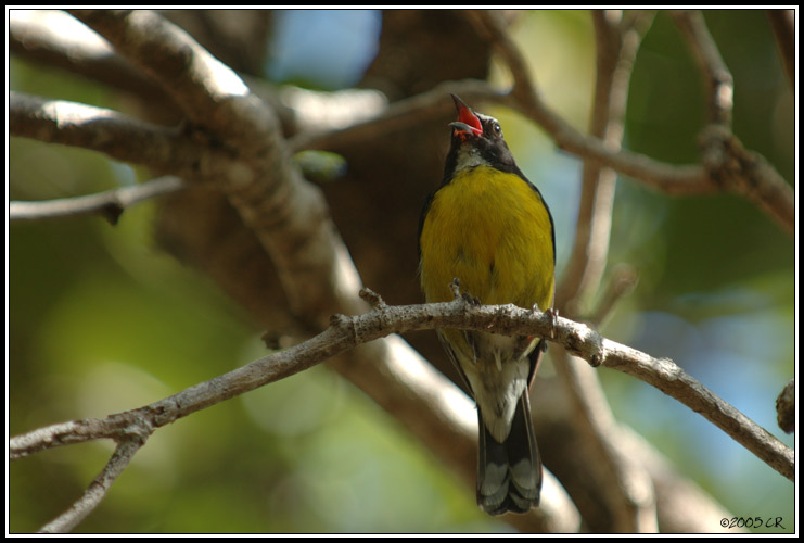 Sucrier &agrave; ventre jaune (Coereba flaveola)