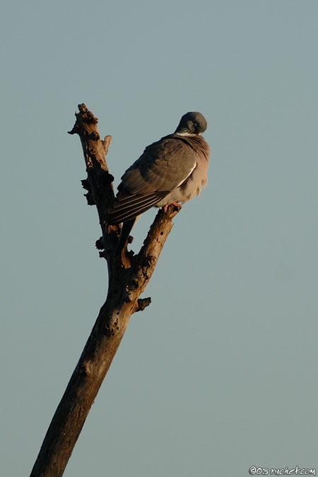 Common woodpigeon - Columba palumbus