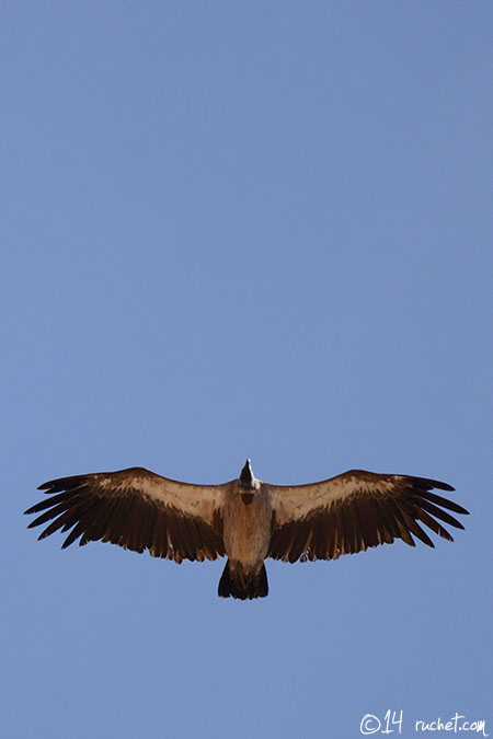 White-backed Vulture - Gyps africanus