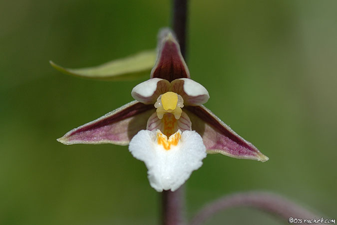 Elleborina palustre - Epipactis palustris