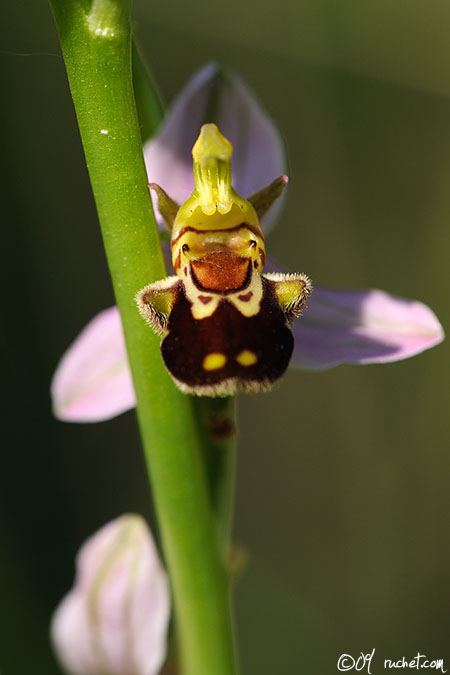 Ophrys abeille - Ophrys apifera