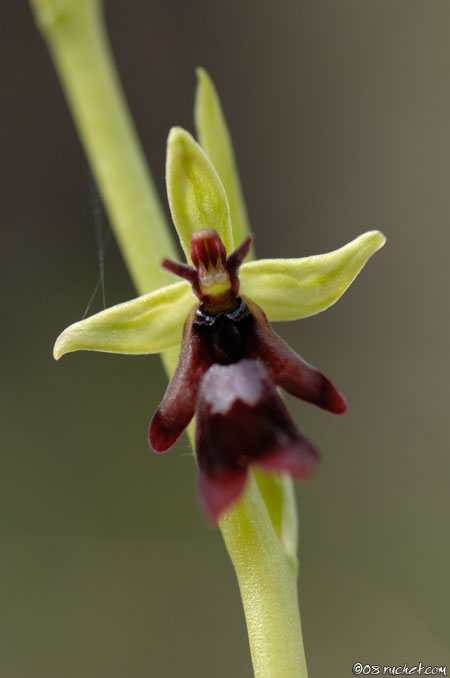 Ophrys mouche - Ophrys insectifera