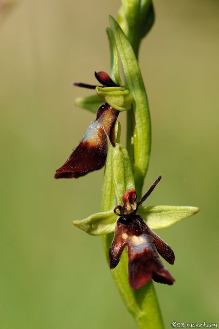 Fliegen-Ragwurz - Ophrys insectifera