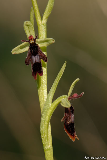 Fliegen-Ragwurz - Ophrys insectifera