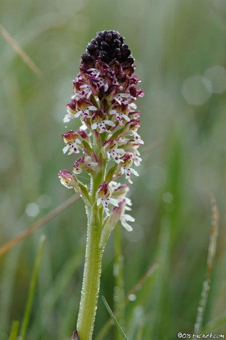 Neotinea ustulata - Neotinea ustulata