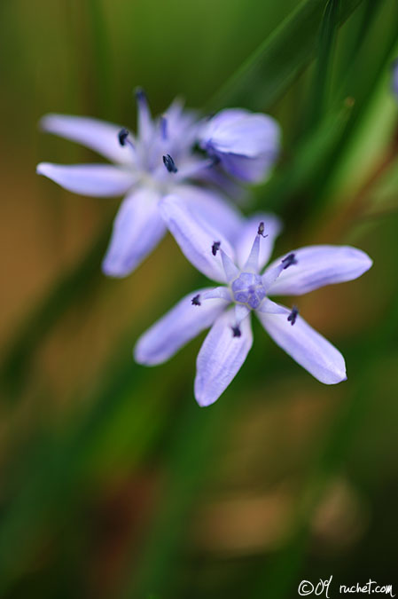 Scille à deux feuilles - Scilla bifolia