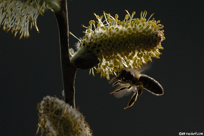 Abeille à miel - Apis mellifera