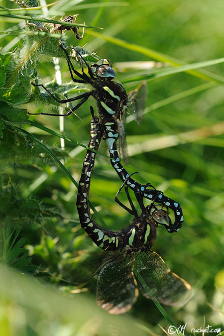 Aeshna juncea - Aeshna juncea