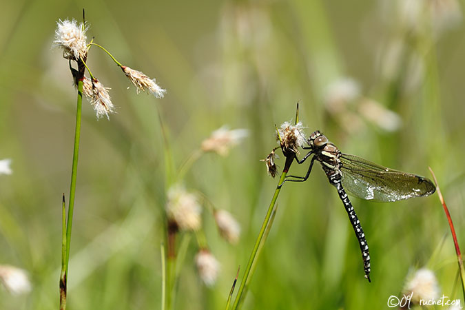 Aeshna juncea - Aeshna juncea