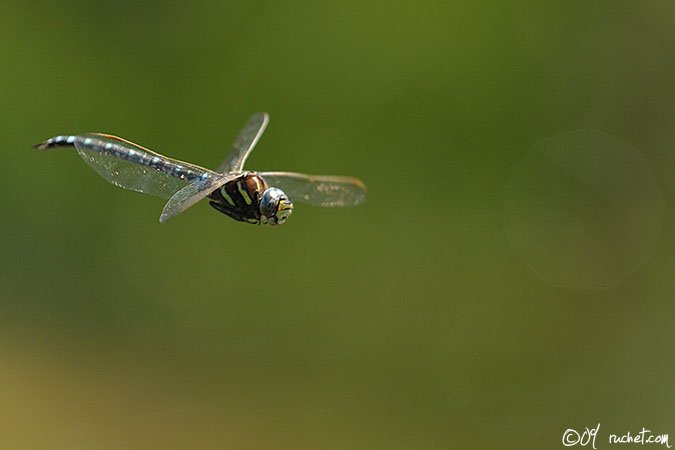 Aeshna juncea - Aeshna juncea