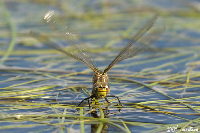 Aeshna juncea - Aeshna juncea