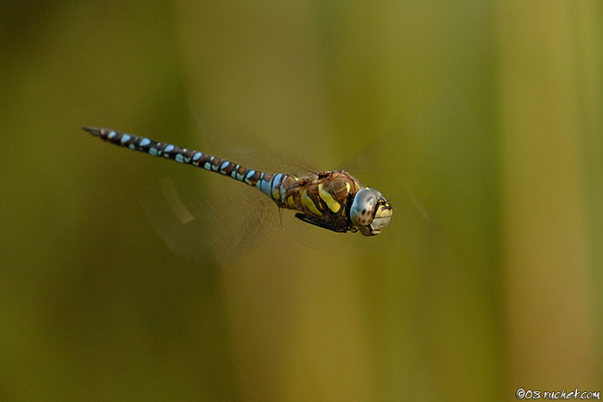 Aeshna mixta - Aeshna mixta