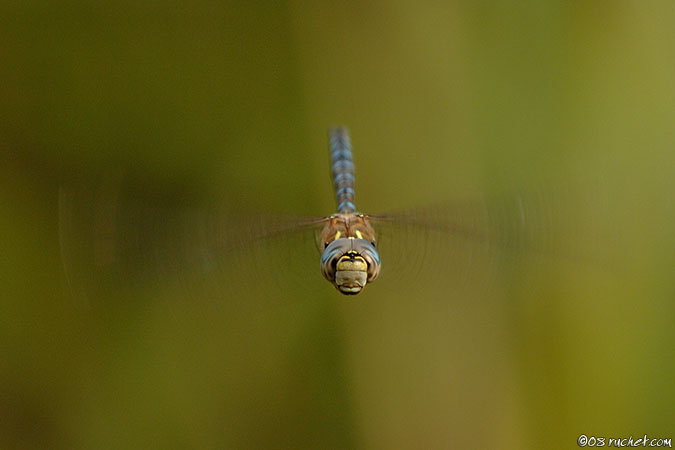 Aeshna mixta - Aeshna mixta