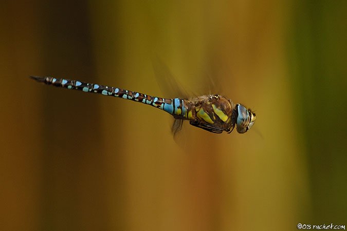 Migrant Hawker - Aeshna mixta