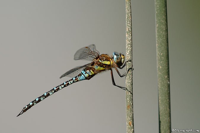 Migrant Hawker - Aeshna mixta