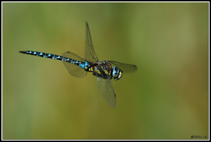 Migrant Hawker - Aeshna mixta