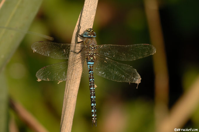 Aeschne mixte - Aeshna mixta