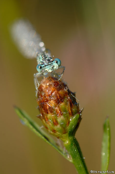 Blaue Federlibelle - Platycnemis pennipes