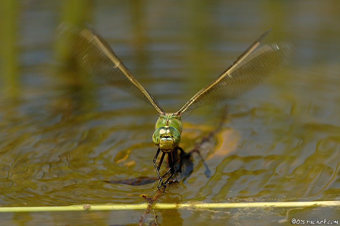 Anax empereur - Anax imperator