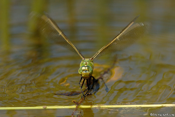 Libellula imperatore - Anax imperator