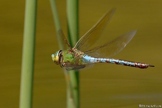 Libellula imperatore - Anax imperator