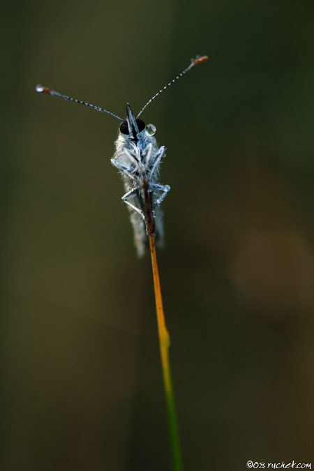 Hauhechelbläuling - Polyommatus icarus