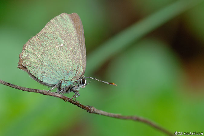 Argus vert - Callophrys rubi