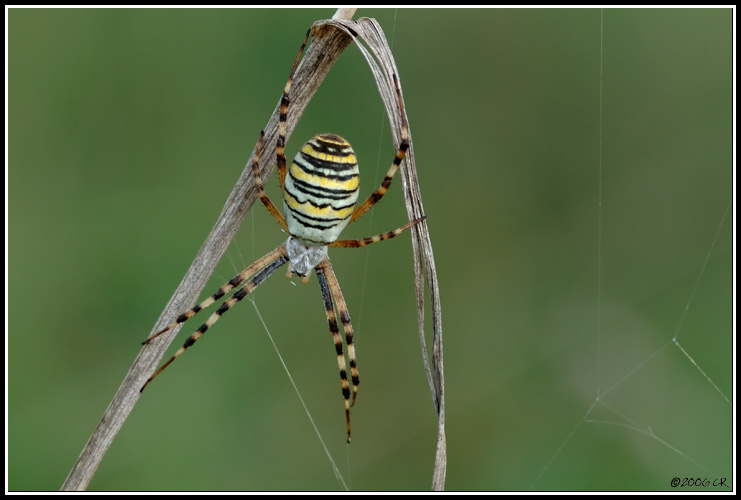 Argyope fasciée - Argiope bruennichi