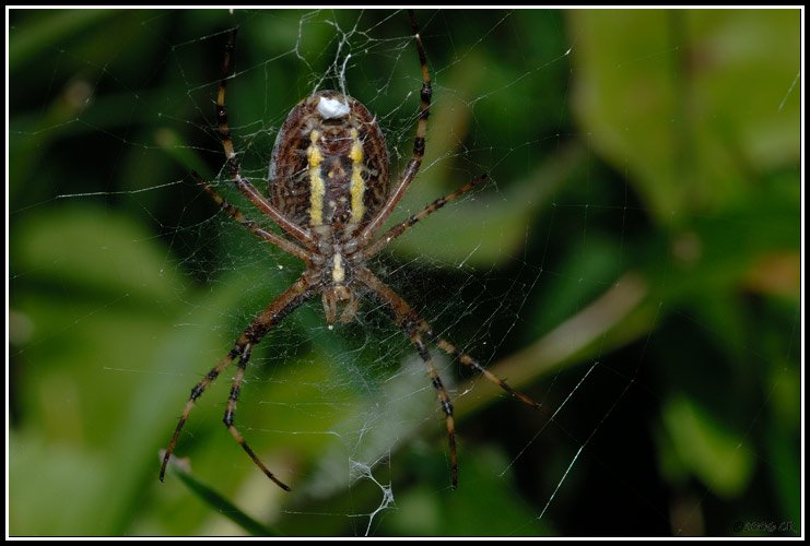 Wespenspinne - Argiope bruennichi