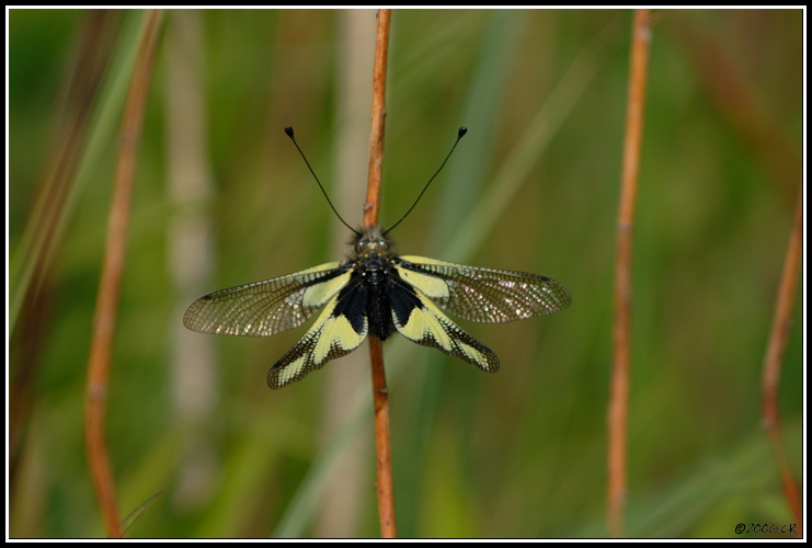 Schmetterlingshaft - Libelloides coccajus