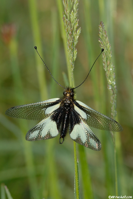 Ascalaphe soufré - Libelloides coccajus